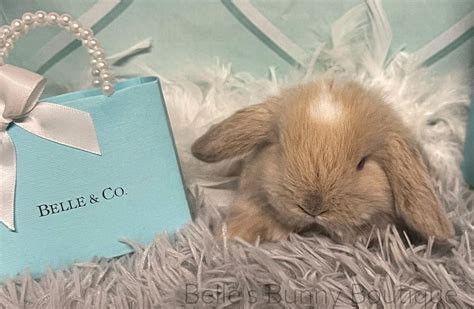 Check out our bunny boutique selection for the v