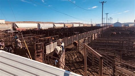 Meridian Livestock Commission Co. Inc. Meridian, Texas (254)435-2988: Mon: 12:30PM: Miles City Livestock Commission Miles City, Montana (406)234-1790: Tue: 8:00AM Sat: 1:00PM: Miles City Livestock Commission & Frontier Stockyards Special Event Sales Miles City, Montana (406)234-1790: Mobile Cattle Marketing, LLC. Petaluma, California (916) 662 ...