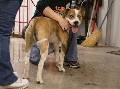 Belleville Humane Society welcomes 14 dogs as St. Louis-area sees surge in rescues