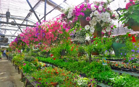 Bells nursery. Bells Lawn & Garden Center, Auburn, Massachusetts. 1,450 likes · 111 talking about this · 181 were here. Family owned and operated since 2000 Bells Garden Center has become known for our great... 