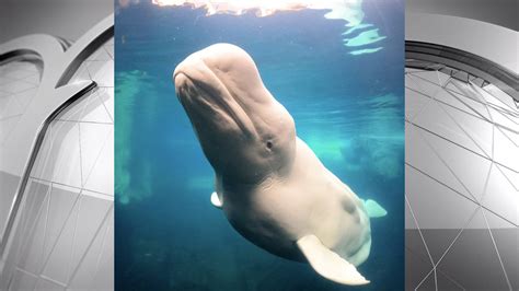 Beloved SeaWorld beluga whale, 'Ferdinand,' dies at 53