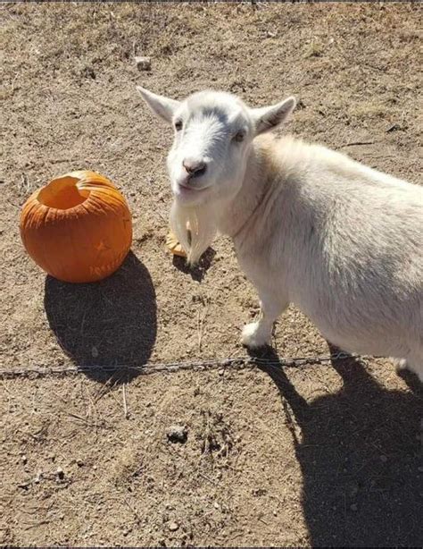 Beloved goat and community mascot killed by loose dogs