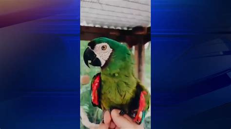 Beloved macaws vanish in SW Miami-Dade; family desperate for bird bandit’s capture