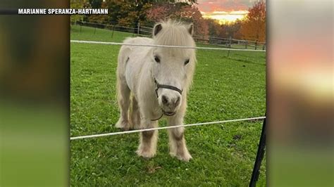 Beloved mini horse on the road to recovery after health scare