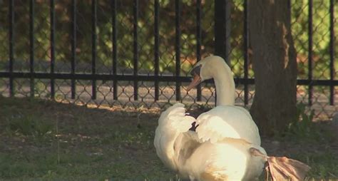Beloved swan from NY pond killed, eaten; 3 teens charged in her death
