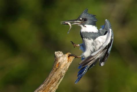 Belted Kingfisher - BirdWeb