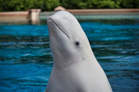 Beluga, dolphin die at Marineland: Ontario government