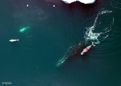 Beluga Whales - Greenpeace USA