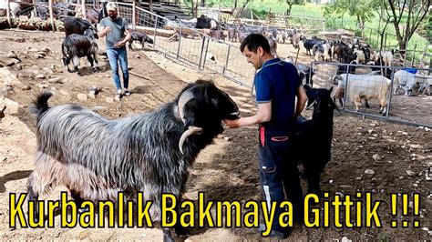 Bence Kurbanlık Bakmaya GöNüLLeR RıHTıMı &NeHiR.