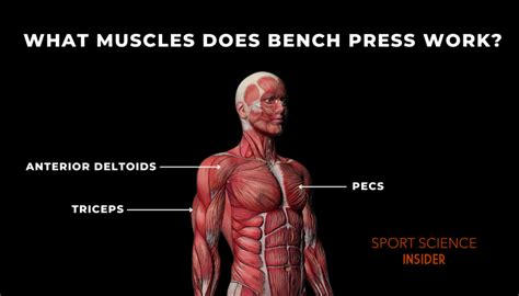 Bench press what muscles does it work.  Dec 8, 2025 · Bench pressing is a f...