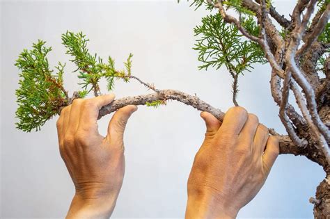 Bending branches. Things To Know About Bending branches. 