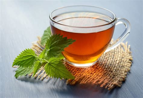 Benefits, Brewing Instructions, and Side Effects of Nettle Tea