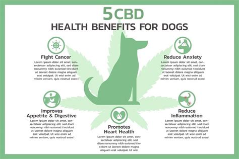 Benefits Of Cbd Treats For Dogs