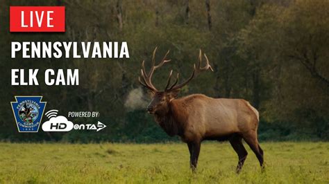 The Elk cam is located in Benezette, Pennsylvania on some of the 1.5 million acres of state game land owned and managed by the Pennsylvania Game Commission. This camera is live during the elk rut, which takes place from mid-September to mid-October.. 