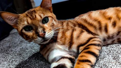 🍑 Bengal Leaked [PPV]