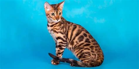 Bengal Cat Behavior Explained