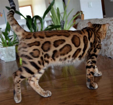 Bengal Cat Breeder Brown Bengal Cats Golden Bengal …