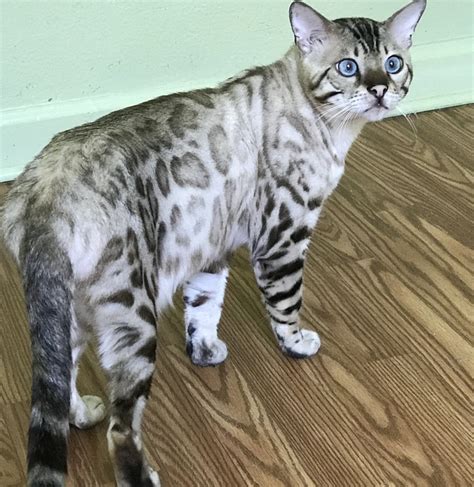 Bengal Cat Price Florida