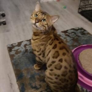 Bengal Rescue Cats for Adoption PetCurious