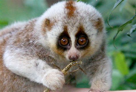 Bengal Slow Loris Facts and Information - Primates Park