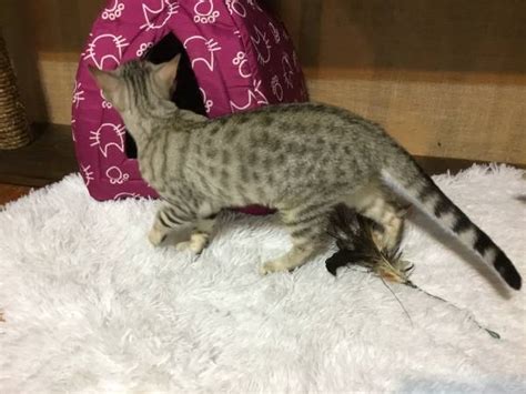 Bengal cats available for pickup or delivery now. Kittens will