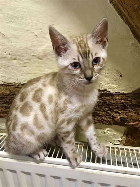 Bengal cat for sale chicago. 2 gorgeous Bengal cross kittens for sale, ready in less than 2 weeks. 1 male fully Bengal 1 female Bengal and white. All healthy, litter trained, weaned, eating wet and dry food, can come with everything needed Beautiful temperaments, very playful, very loving and sleeps... Read more >> More >> 