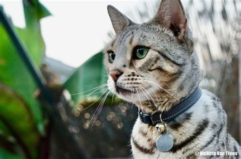 Bengal cat rescue. The Pandemic Pet Implosion is absolutely overwhelming, on every level. We hope you can find a solution for your cat while we work to find homes for the cats in our … 