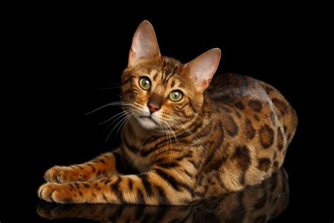 Bengal cats and kittens complete owners guide to bengal cat and kitten care personality temperament breeding. - Written driving test study guide california arabic.