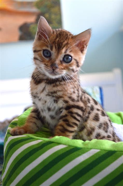 Bengal kitten. When something is hypoallergenic, that means it’s relatively unlikely to cause an allergic reaction. With this in mind, yes, Bengal cats are hypoallergenic! However, if you have cat allergies, don’t assume that you will have NO allergic reaction to a Bengal. Relative to other cats, Bengals may cause less of an allergic reaction. 