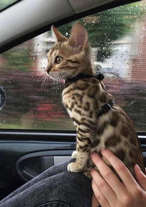 Bengal kittens craigslist. Apr 19, 2024 · Bengal kittens TICA registered. (Clarksville) I have 9 babies available from 2 litters. Health checked, come with a health guarantee and a genetic guarantee, have parents. Super social and sweet! 
