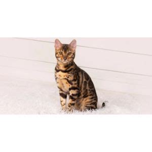 Bengal rescue illinois.  Adoptapet.  Click on a number to view those n...