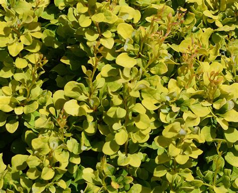 Berberis thunbergii Golden Nugget™ - Oregon State …