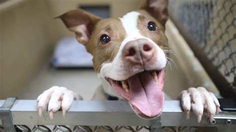 Bergen county animal shelter & adoption center. Search for dogs for adoption at shelters near Bergen County, NJ. Find and adopt a pet on Petfinder today. 