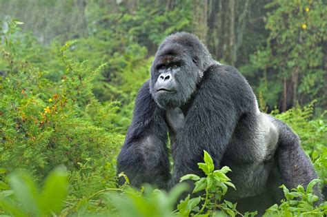 Bergsgorilla