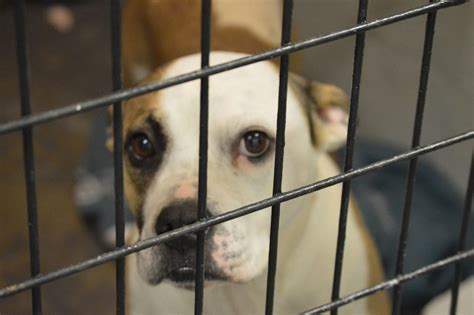 Berkeley county animal shelter. Things To Know About Berkeley county animal shelter. 