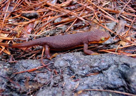 Berkeley newts get extra time to migrate without fear of being flattened