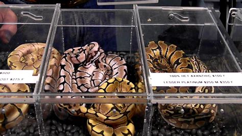 The LARGEST Reptile and Exotic Pet show in Louisiana is coming back to The Harbor Center in Slidell! Buy or browse thousands of reptiles, amphibians, inverts, feeders, supplies, and more in this two-day event. Check out our educational section for a hands on experience with some of the most exotic reptiles and animals on the planet. This is a ...