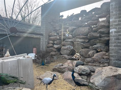 Berkshire Bird Sanctuary continues to rebuild its safe haven for animals in need