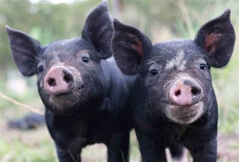 Berkshire Pigs: The Essential Guide Pet Pig World