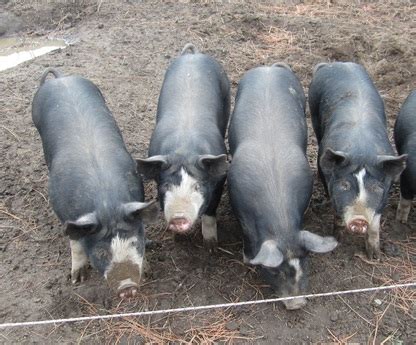 Berkshire pigs for sale near me. We can supply your meat market with pigs grown to your specifications. Local Pork, born and raised in Red Creek NY at Teasel Meadow Farms. Our pigs are fed an all vegetarian diet as well as forage from our woods and pasture. We carefully select genetics for meat quality. Fat content, marbling, combined with muscle quality makes superior pork. 