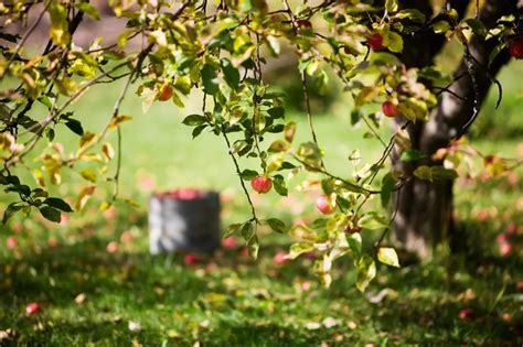 Berlepsch: A portrait of the apple variety