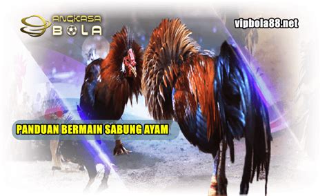 Bermain sabung ayam online biar menang. 2d 3d angka mimpi.