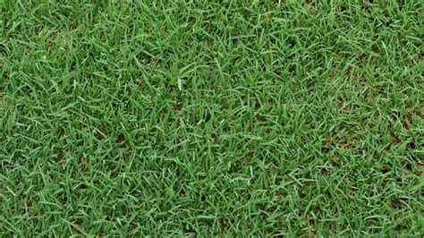 Bermuda grass florida. As low as $42.99. reviews. Bermuda Grass Seed for Pasture - Bermuda grass seed varieties used for hay production, pasture seeding and livestock forage throughout the central and southern climates of the United States. Bermuda grass is one of the most commonly used pasture grass varieties in the United States. Bermuda grass provides … 
