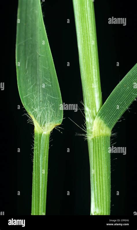 Barley and wheat are two different types of grass, both in physical structure and the uses for each. Barley is a yearly grass with shorter ligules on its blades and smoother sheath.... 
