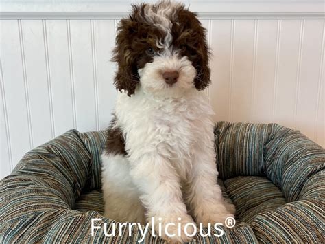 Bernedoodle 2nd Generation Puppy