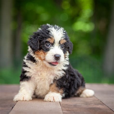 Bernedoodle Puppies Acorn Lane Bernedoodles United States