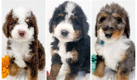 Bernedoodle Puppies Available In Michigan