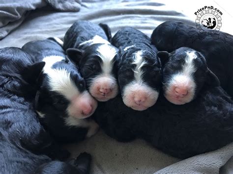 Bernedoodle Puppies Being Born