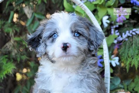 Bernedoodle Puppies Blue Eyes