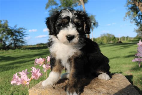 Bernedoodle Puppies Chicago